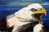 "Hawk"