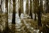 "Mystical Forest"