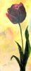 "Black Tulip 2"