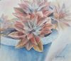 "Desert Roses in a Blue pot"