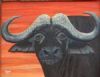 "African Buffalo"