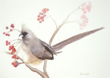 "Speckled Mousebird"