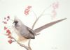 "Speckled Mousebird"