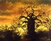 "Baobab Sunset"