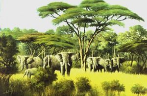 "Moremi Herd"