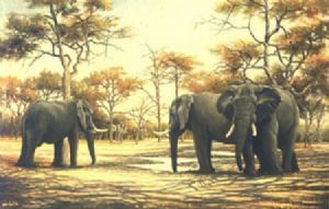 "Midday Meeting - Elephants"
