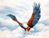 "Returning Home - Fish Eagle"