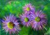 "Lilac Spikey Flowers"