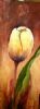 "tulp no 2"