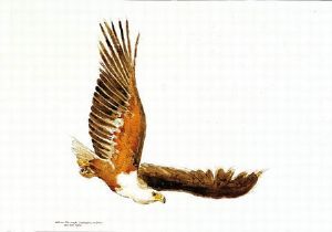 "Fish Eagle"