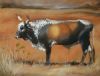 "Nguni 9"