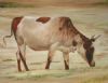 "Nguni 10"