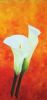 "Arum Lilies 1"