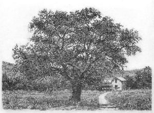 "Cork Tree-Kurkboom"