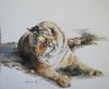 "What has the Tiger seen"
