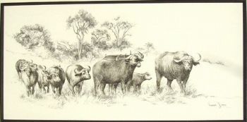 "Big 5 Buffalo"