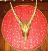 "Buck Head on Wine Barrel"