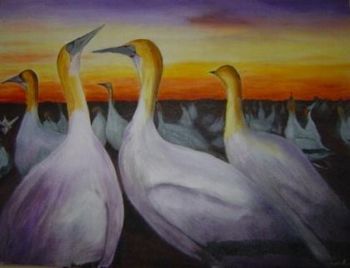 "Gannets"
