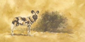 "Wild dog"
