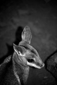 "Aussie Animal"