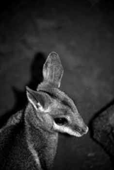 "Aussie Animal"