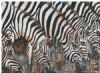 "Zebra Crossing"