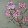 "Fynbos 2, Blushing Bride"