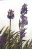 "Indigo agapanthus"