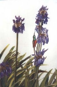 "Indigo agapanthus"