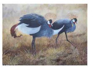 "Crowned Cranes"