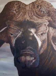 "Buffalo close up"