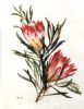 "Sugar Bush Protea"