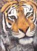 "426 Tiger - Personal Touch"