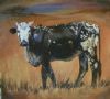 "Nguni 19"