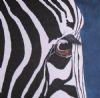 "Zebra"