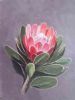 "Protea Dracomontana"