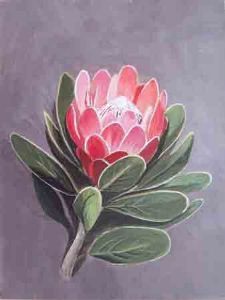 "Protea Dracomontana"