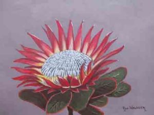"King Protea - Protea Cynaroides"