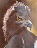 "Martial Eagle"