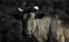 "Dark Nguni Cow"