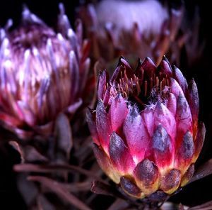 "Protea 2"