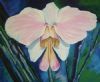 "Orchid - Vanda Teres"
