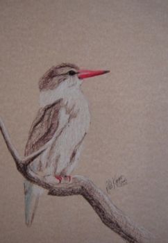 "Brown Hooded Kingfisher"