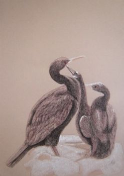 "Cape Cormorant (Trekduiker)"