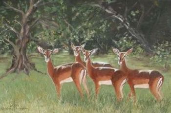 "Impala in the Timbavati Bush"