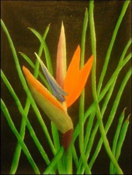 "Strelitzia"