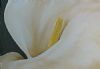 "Lily IV"