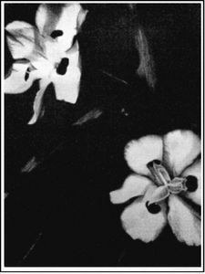 "African Iris"