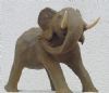 "Young Elephant"