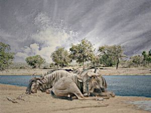"Resting Wildebeest"